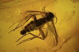 Two Fossil Flies (Diptera) In Baltic Amber #120677-1
